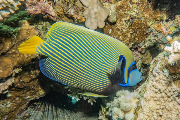 Fiskar Simmar Röda Havet Färgglada Fiskar Eilat Israel — Stockfoto