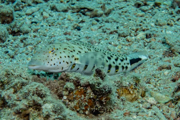 Fish Swim Red Sea Colorful Fish Eilat Israel — Stock Photo, Image