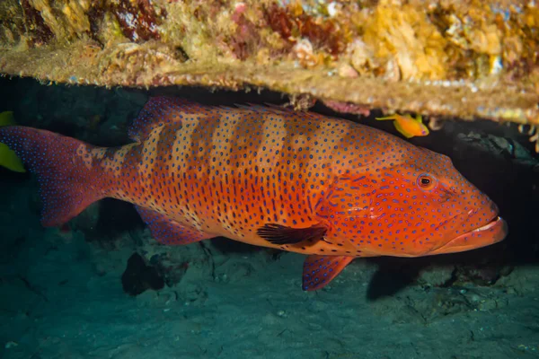 Los Peces Nadan Mar Rojo Peces Coloridos —  Fotos de Stock