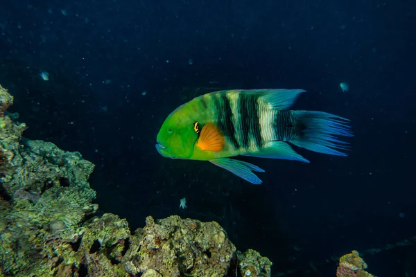 Poissons Nager Dans Mer Rouge Poissons Colorés — Photo