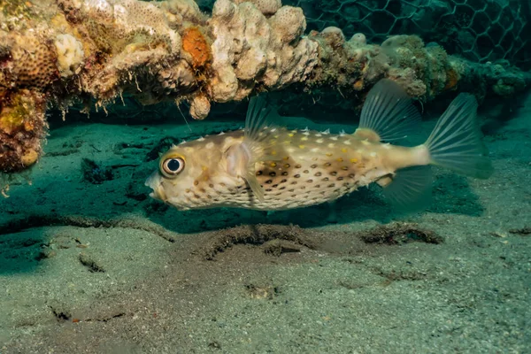Fisk Simmar Röda Havet Färgglada Fiskar — Stockfoto