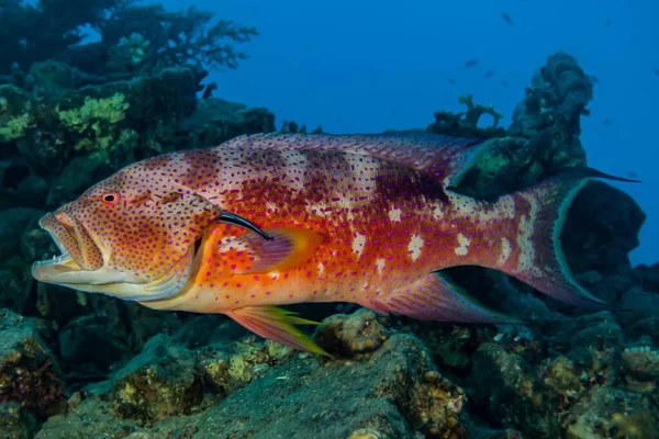 Ryby Pływają Morzu Czerwonym Kolorowe Ryby — Zdjęcie stockowe