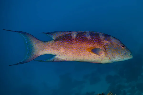 Pesci Nuotano Nel Mar Rosso Pesci Colorati — Foto Stock