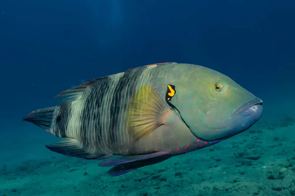 Ryby Pływają Morzu Czerwonym Kolorowe Ryby — Zdjęcie stockowe