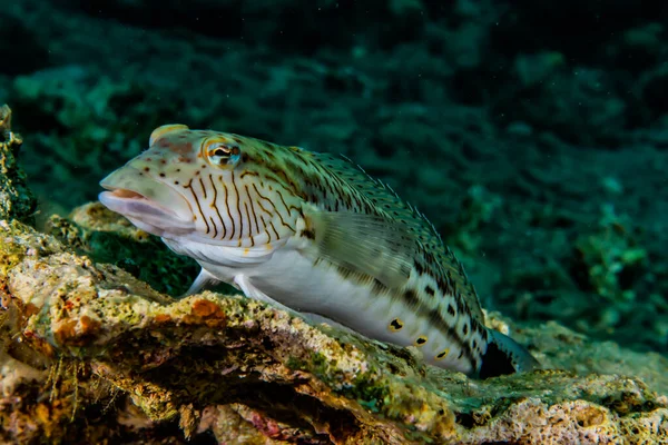 Fiskar Simmar Röda Havet Färgglada Fiskar Eilat Israel — Stockfoto