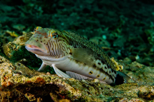 Kızıl Deniz 'de balıklar yüzer, renkli balıklar, Eilat İsrail