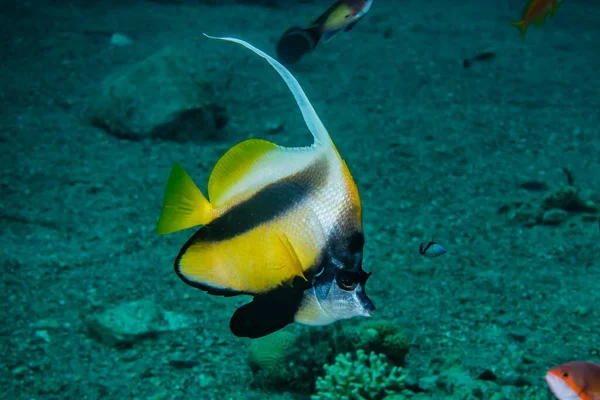 Fische Schwimmen Roten Meer Bunte Fische Eilat Israel — Stockfoto