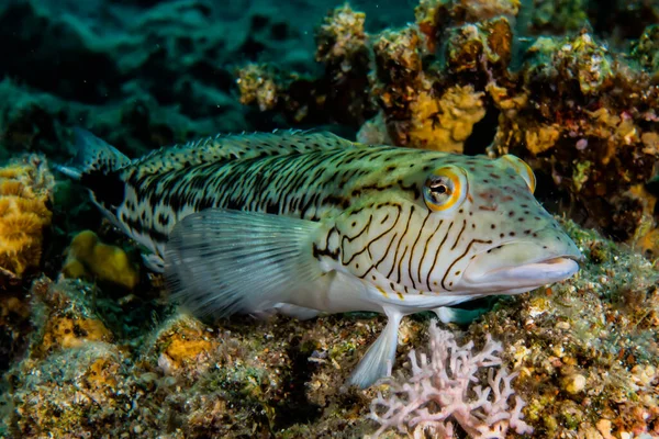 Fiskar Simmar Röda Havet Färgglada Fiskar Eilat Israel — Stockfoto