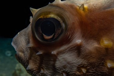 Kızıl Deniz 'de balıklar yüzer, renkli balıklar, Eilat İsrail