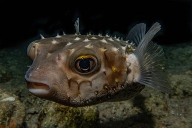 Kızıl Deniz 'de balıklar yüzer, renkli balıklar, Eilat İsrail