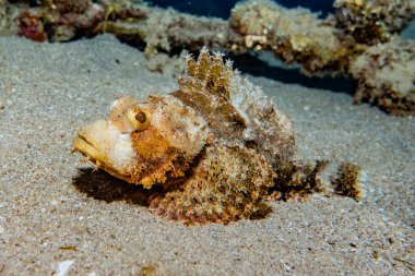 Kızıl Deniz 'de balıklar yüzer, renkli balıklar, Eilat İsrail