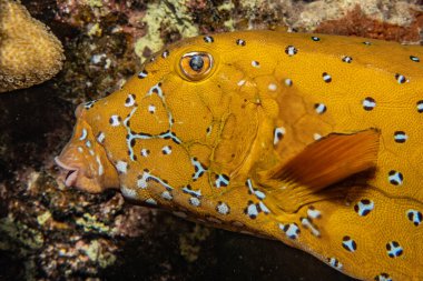 Kızıl Deniz 'de balıklar yüzer, renkli balıklar, Eilat İsrail