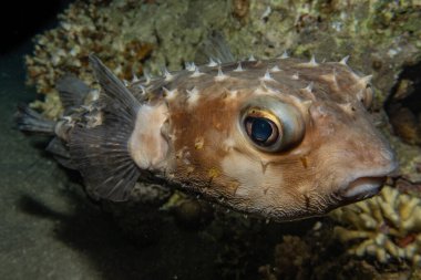 Kızıl Deniz 'de balıklar yüzer, renkli balıklar, Eilat İsrail
