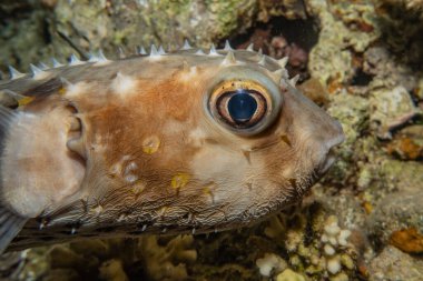 Kızıl Deniz 'de balıklar yüzer, renkli balıklar, Eilat İsrail