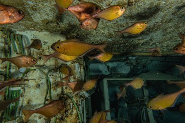 Kızıl Deniz 'de balıklar yüzer, renkli balıklar, Eilat İsrail