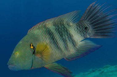 Kızıl Deniz 'de balıklar yüzer, renkli balıklar, Eilat İsrail