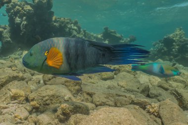 Kızıl Deniz 'de balıklar yüzer, renkli balıklar, Eilat İsrail