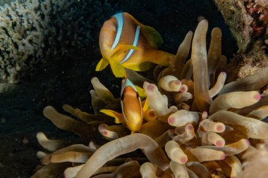 Kızıl Deniz 'de balıklar yüzer, renkli balıklar, Eilat İsrail