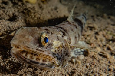 Kızıl Deniz 'de balıklar yüzer, renkli balıklar, Eilat İsrail