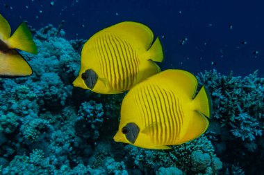 Kızıl Deniz 'de balıklar yüzer, renkli balıklar, Eilat İsrail