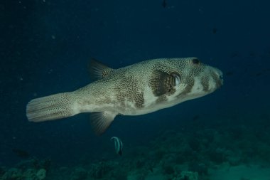 Kızıl Deniz 'de balıklar yüzer, renkli balıklar, Eilat İsrail