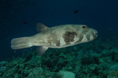 Kızıl Deniz 'de balıklar yüzer, renkli balıklar, Eilat İsrail