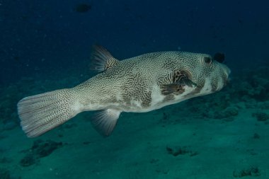 Kızıl Deniz 'de balıklar yüzer, renkli balıklar, Eilat İsrail