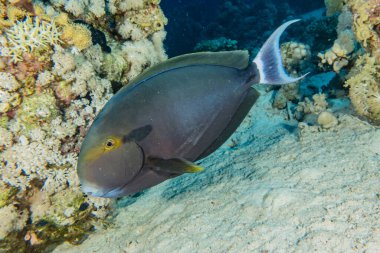 Kızıl Deniz 'de balıklar yüzer, renkli balıklar, Eilat İsrail