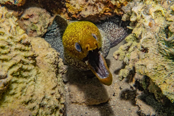 Moray Węgorz Mooray Lycodontis Undulatus Morzu Czerwonym — Zdjęcie stockowe