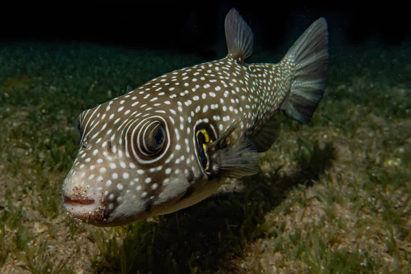 Fiskar Simmar Röda Havet Färgglada Fiskar Eilat Israel — Stockfoto