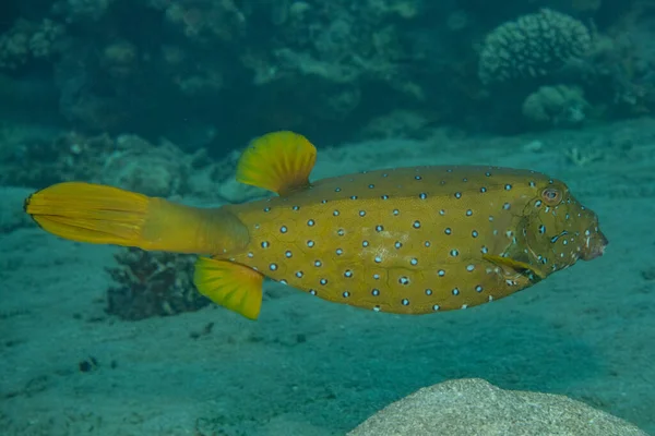 Vissen Zwemmen Rode Zee Kleurrijke Vissen Eilat Israel — Stockfoto