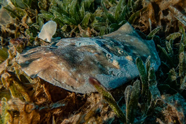 Ψάρια Κολυμπούν Στην Ερυθρά Θάλασσα Πολύχρωμα Ψάρια Eilat Ισραήλ — Φωτογραφία Αρχείου