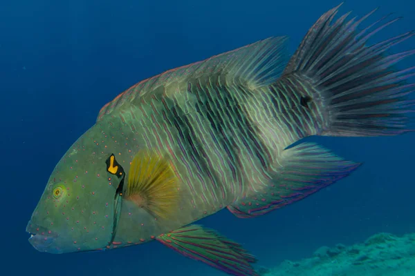 Kızıl Deniz 'de balıklar yüzer, renkli balıklar, Eilat İsrail