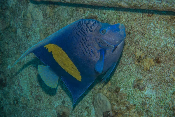 Fische Schwimmen Roten Meer Bunte Fische Eilat Israel — Stockfoto