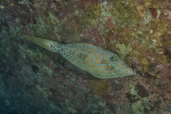 Fish Swim Red Sea Colorful Fish Eilat Israel — Stock Photo, Image