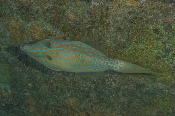 紅海で泳ぐ魚 カラフルな魚 エイラートイスラエル — ストック写真