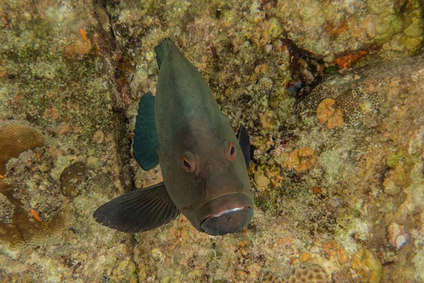 Los Peces Nadan Mar Rojo Peces Coloridos Eilat Israel —  Fotos de Stock