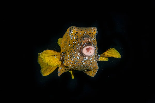 紅海で泳ぐ魚 カラフルな魚 エイラートイスラエル — ストック写真