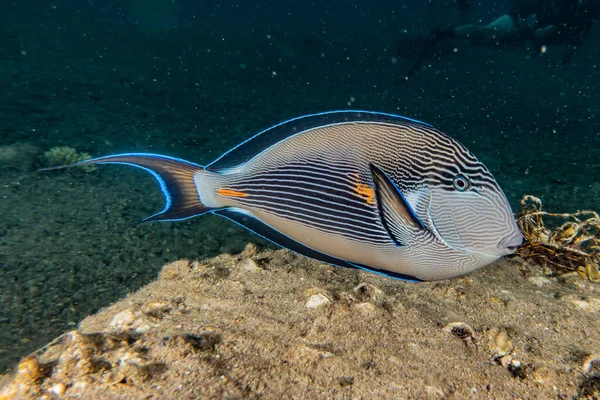 Fiskar Simmar Röda Havet Färgglada Fiskar Eilat Israel — Stockfoto