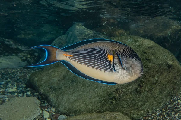 Fiskar Simmar Röda Havet Färgglada Fiskar Eilat Israel — Stockfoto