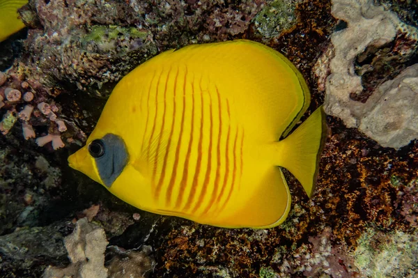 Fiskar Simmar Röda Havet Färgglada Fiskar Eilat Israel — Stockfoto