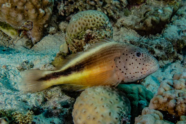 Fiskar Simmar Röda Havet Färgglada Fiskar Eilat Israel — Stockfoto