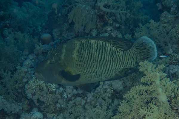 Peixes Nadam Mar Vermelho Peixes Coloridos Eilat Israel — Fotografia de Stock