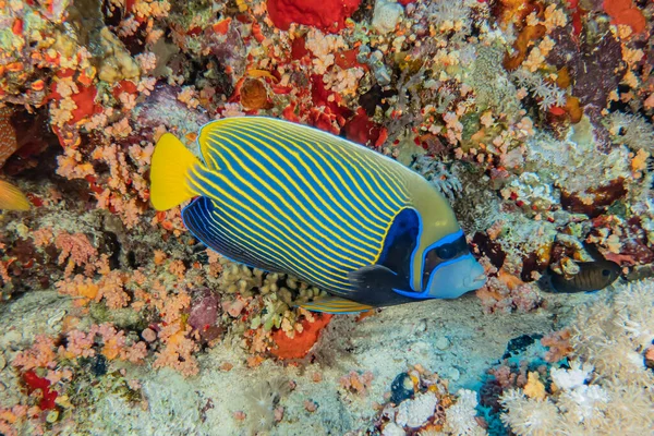 Los Peces Nadan Mar Rojo Peces Coloridos Eilat Israel — Foto de Stock