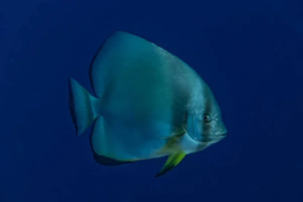 紅海で泳ぐ魚 カラフルな魚 エイラートイスラエル — ストック写真