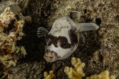 Kızıl Deniz 'de balıklar yüzer, renkli balıklar, Eilat İsrail
