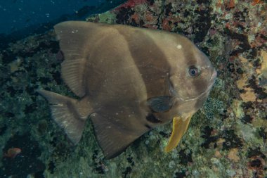 Kızıl Deniz 'de balıklar yüzer, renkli balıklar, Eilat İsrail