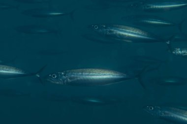 Kızıl Deniz 'de balıklar yüzer, renkli balıklar, Eilat İsrail