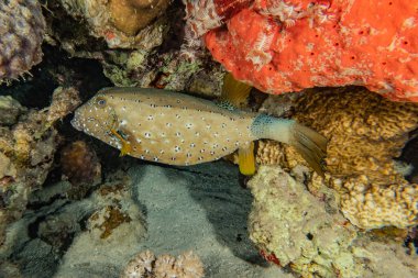 Kızıl Deniz 'de balıklar yüzer, renkli balıklar, Eilat İsrail