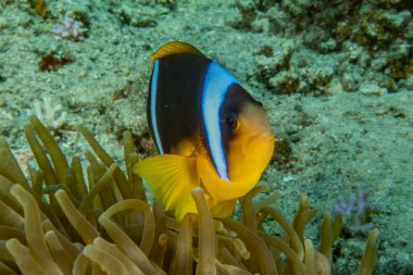 Kızıl Deniz 'de balıklar yüzer, renkli balıklar, Eilat İsrail